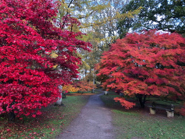 A path leading between Maple trees in the autumn