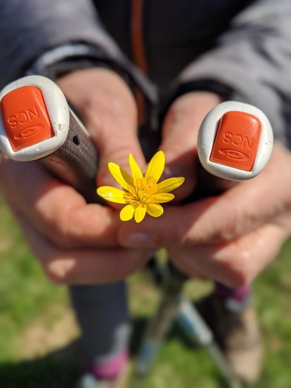 Hands holding Nordic walking poles and a flower